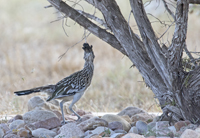 Greater Roadrunner 3982